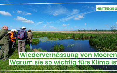 Wiedervernässung von Mooren: Klimaschutz mit Hürden