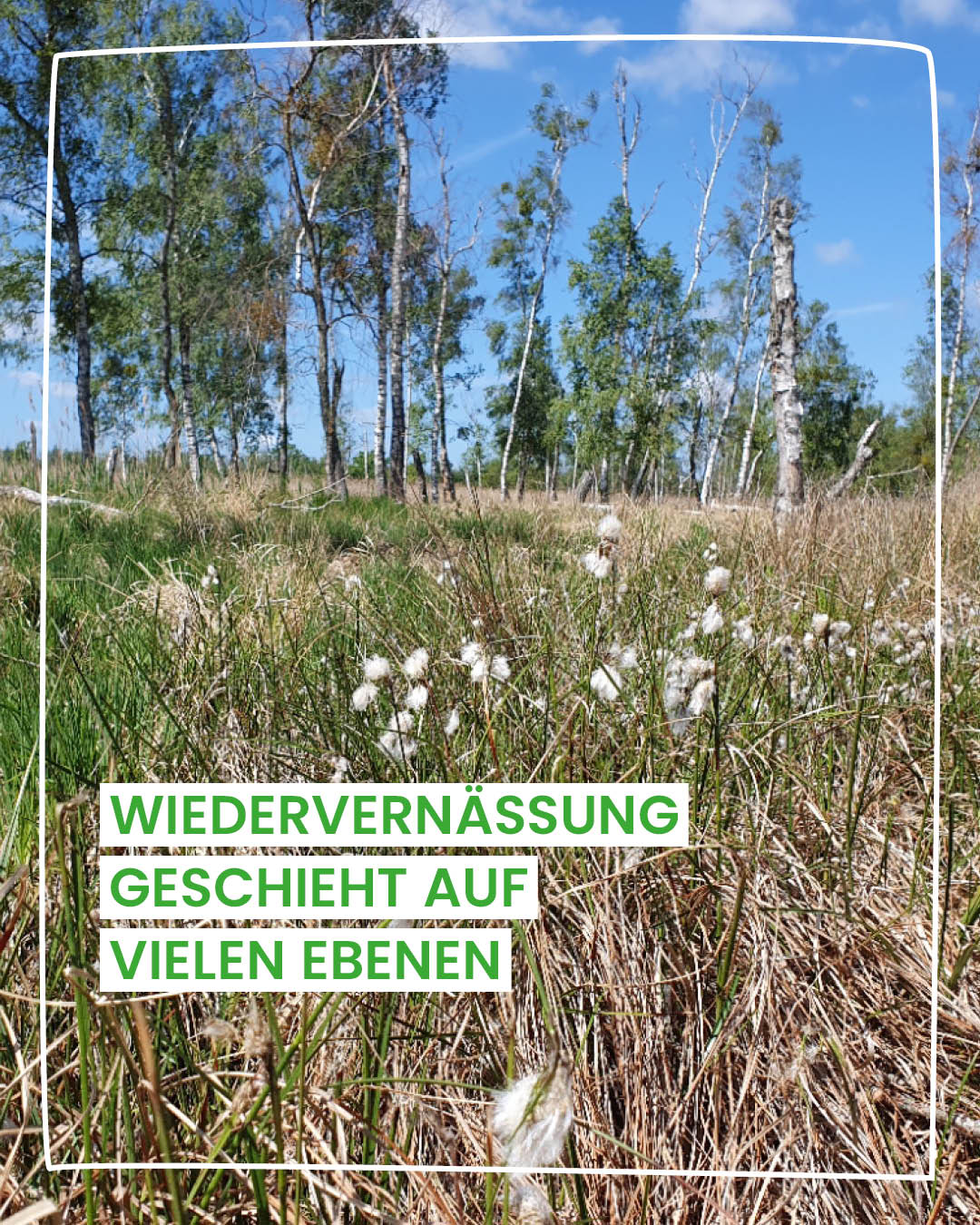 Moorfläche im Landgrabental, die für eine Wiedervernässung gesichert werden soll