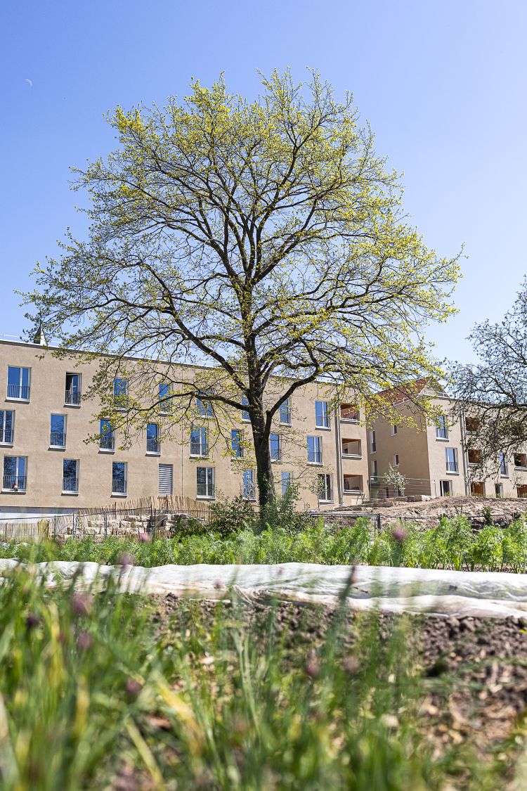Genossenschaftliches Wohnen mit Kindern in ilbenstadt_Wohngebäude